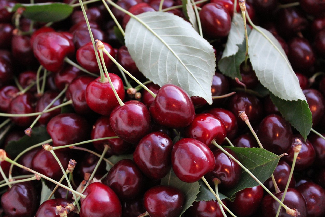 Czereśnia BURLAT - 3