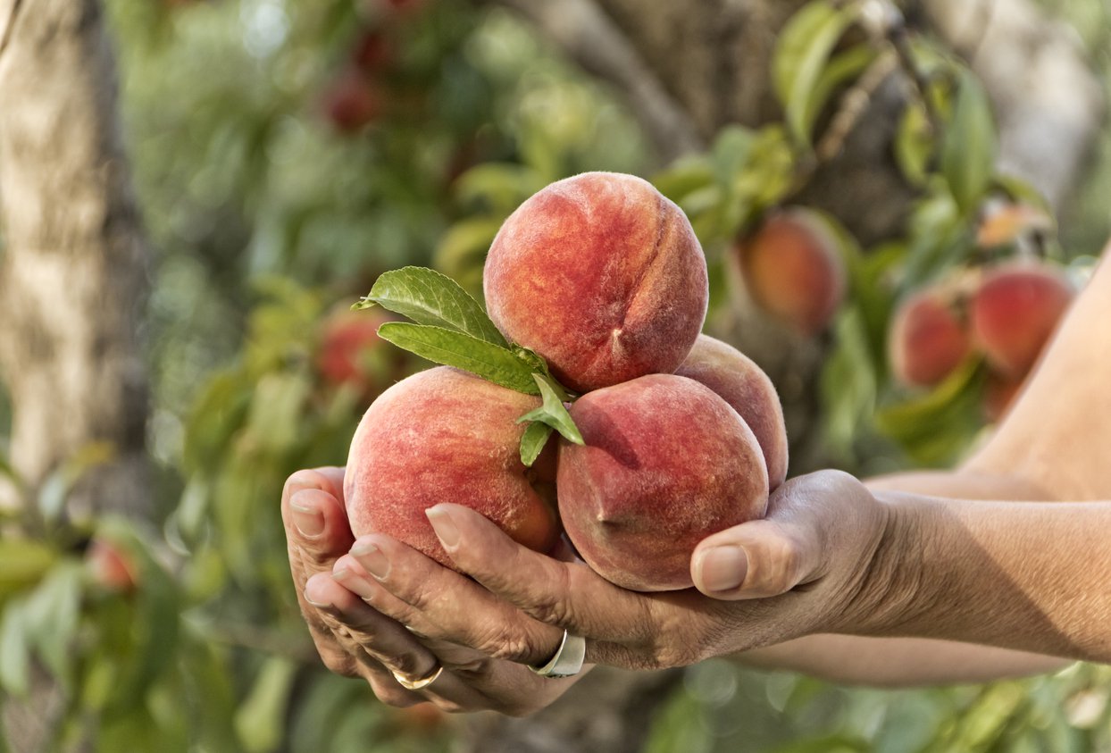 brzoskwinia REDHAVEN - 3