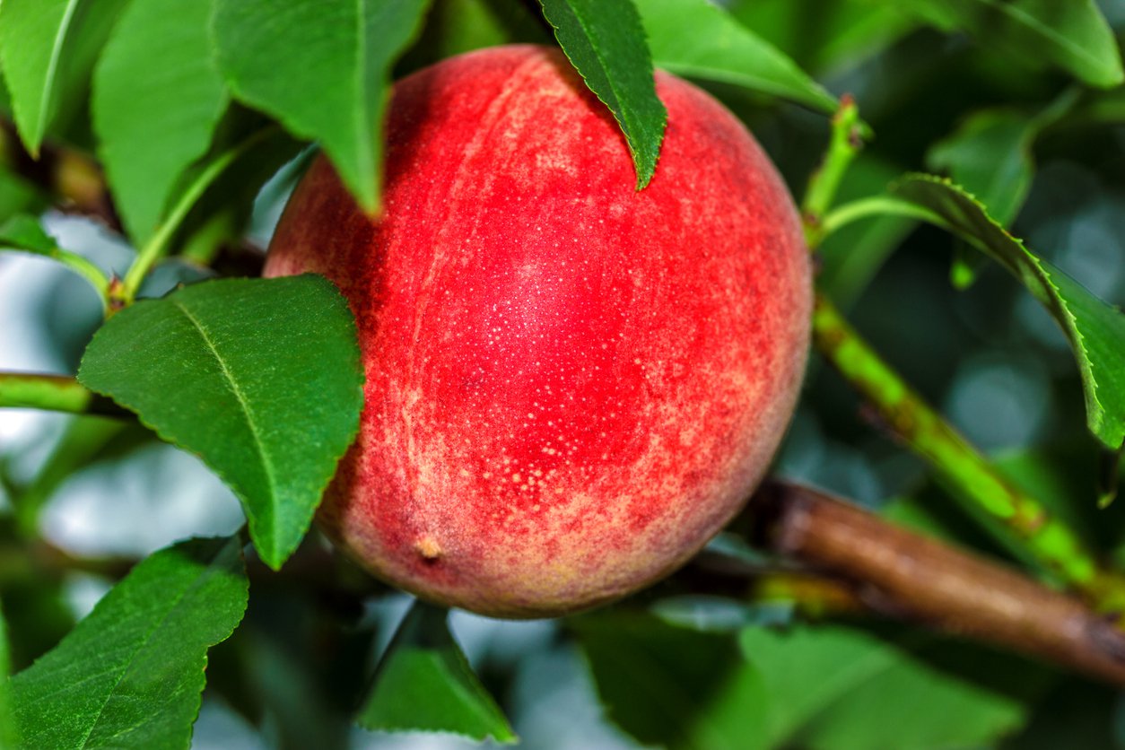 Brzoskwinia HARNAŚ - 3