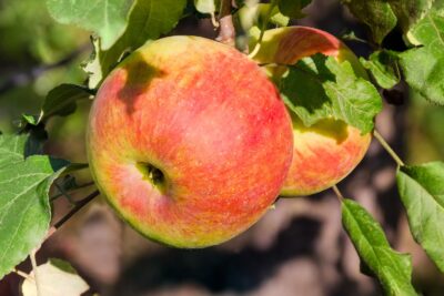 Jabłoń JAMES GRIEVE