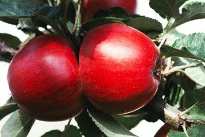 Jabłoń KATJA