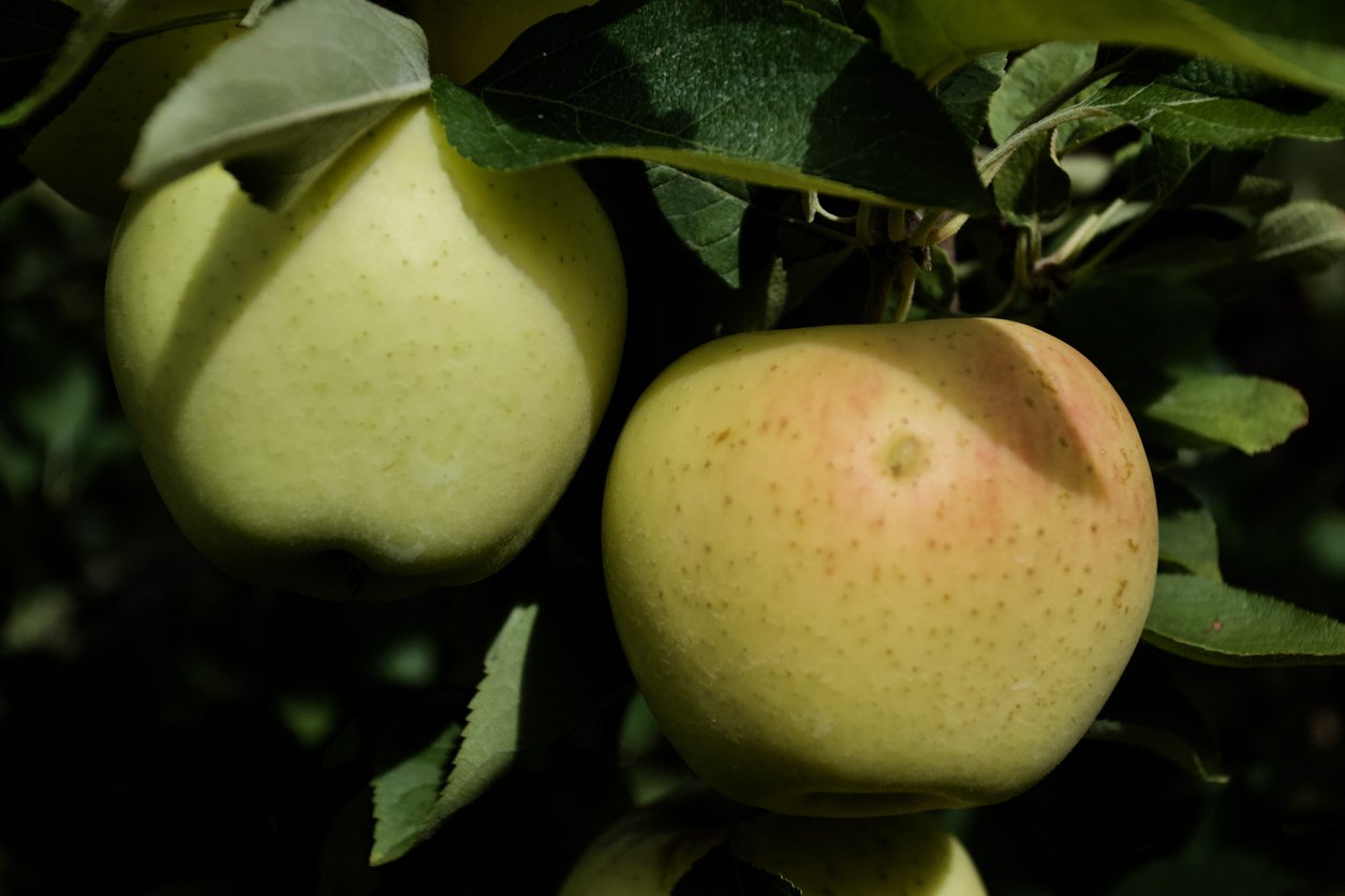 Jabłoń ANTONÓWKA półtorafuntowa - 2