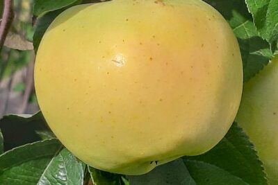 Jabłoń ANTONÓWKA półtorafuntowa