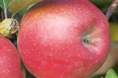 Jabłoń OLIWKA CZERWONA