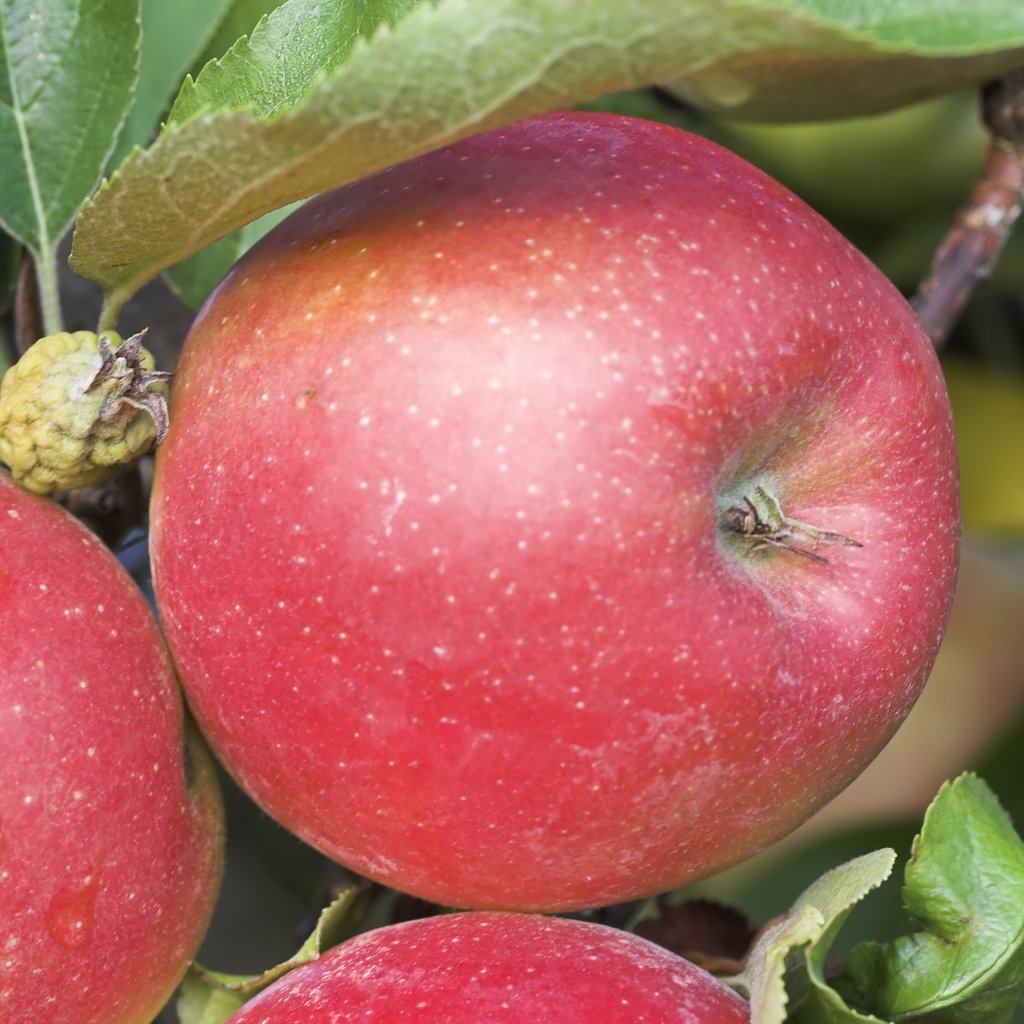 Jabłoń OLIWKA CZERWONA