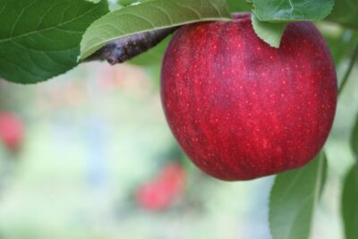 Jabłoń FLORINA CZERWONA