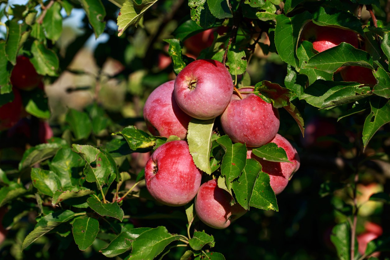 Jabłoń CORTLAND WICKI - 2