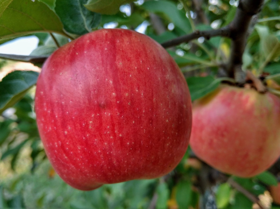 Jabłoń RUBIN - 2