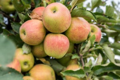 Jabłoń KOKSA POMARAŃCZOWA