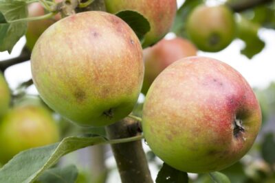 Jabłoń ZŁOTA RENETA