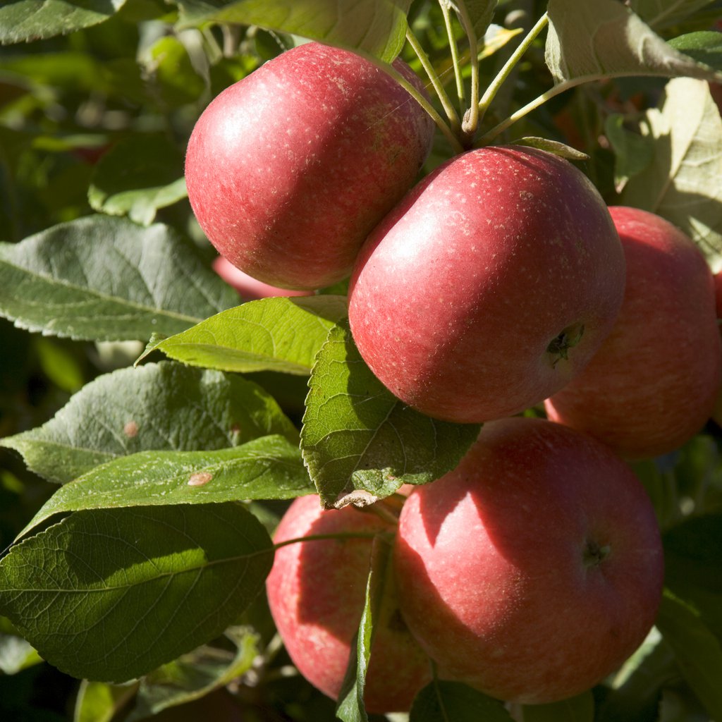 Jabłoń GENEVA EARLY czerwona papierówka - 2