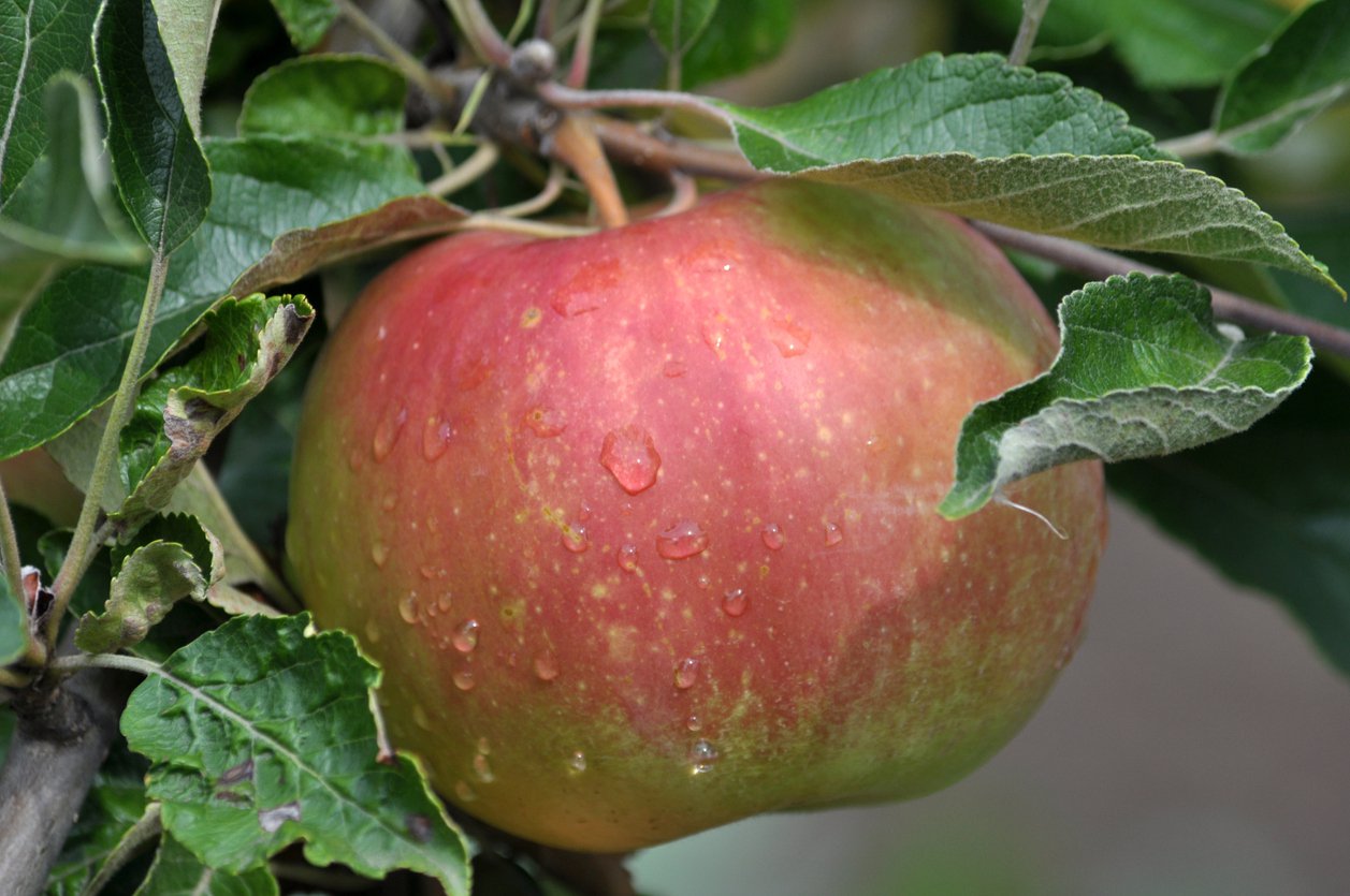 Jabłoń RED BOSKOP - 2