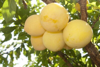 Śliwa japońska SHIRO