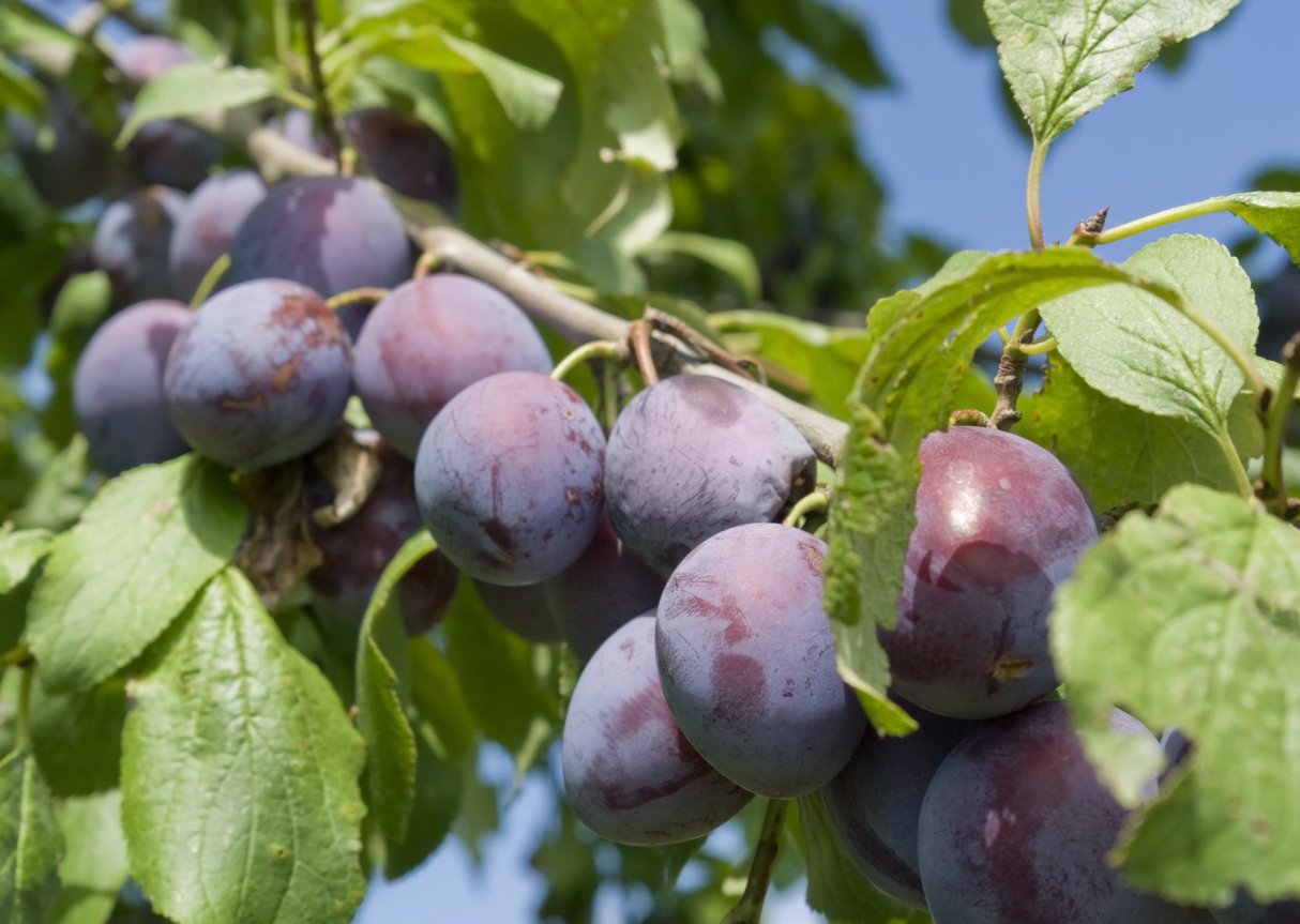 Śliwa RUTH GERSTETTER - 2