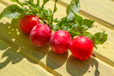 Śliwa Japońska NAJDIENA