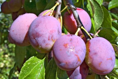 śliwa WĘGIERKA DĄBROWICKA