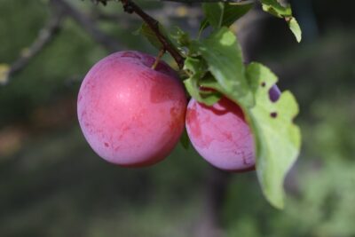 śliwa CACANSKA RANA