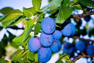 śliwa CACANSKA LEPOTICA