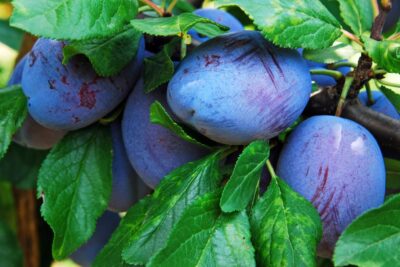 śliwa CACAŃSKA NAJBOLIA