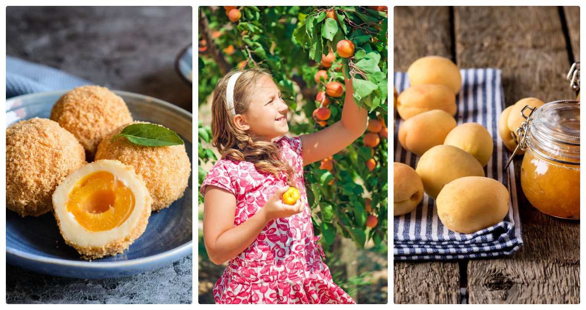 Morela ZALESZCZYCKA Śliwa WĘGIERKA zwykła DUO 2w1 - 4