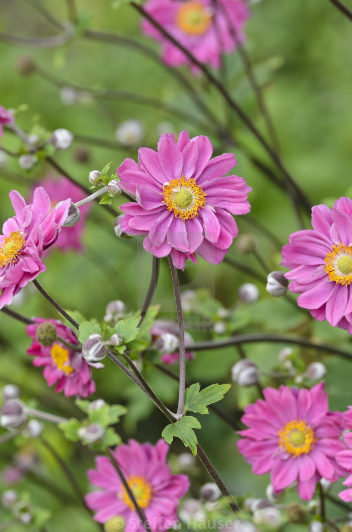 ZAWILEC JAPOŃSKI PAMINA - 3