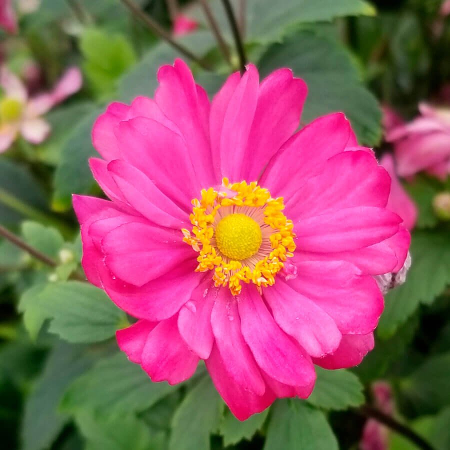 ZAWILEC JAPOŃSKI PAMINA