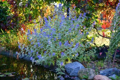 BARBULA KLADOŃSKA GOLD CRES