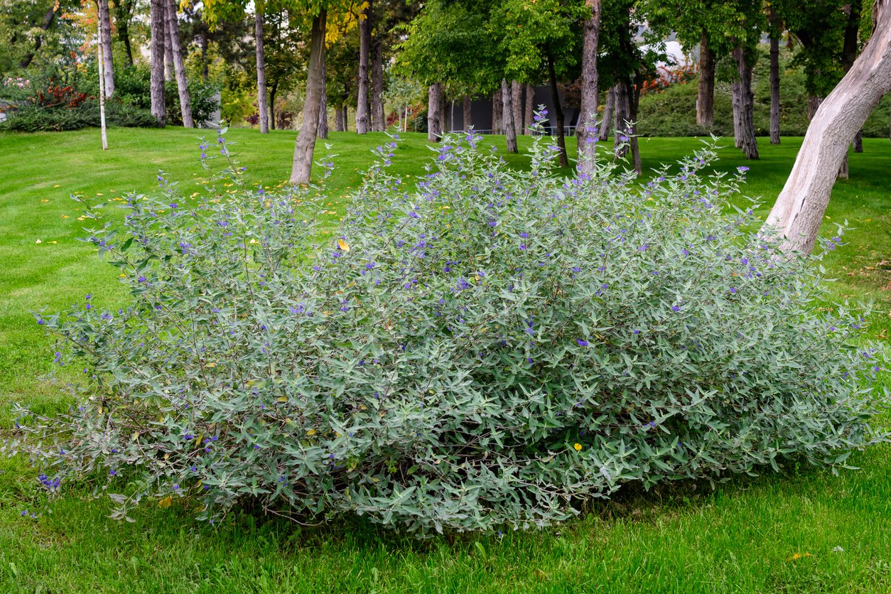 BARBULA KLADOŃSKA GOLD CRES - 2