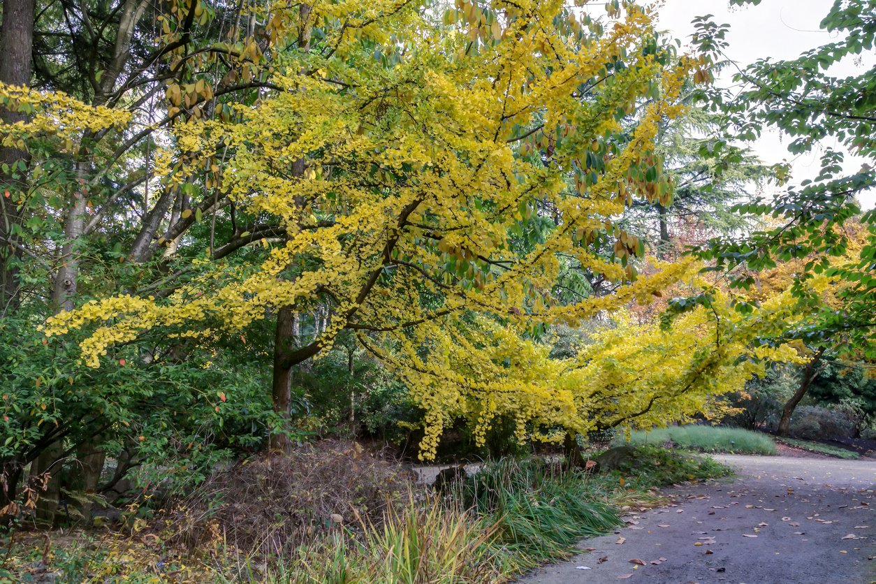 MIŁORZĄB JAPOŃSKI PENDULA - 2