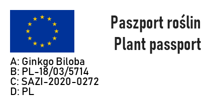 MIŁORZĄB JAPOŃSKI PENDULA - 3