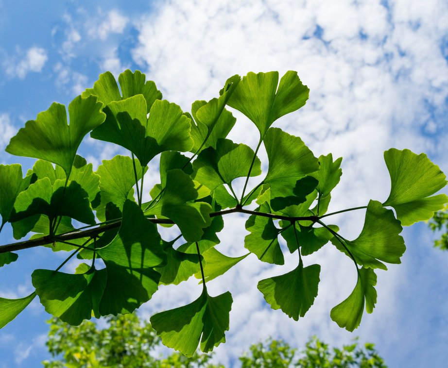 MIŁORZĄB JAPOŃSKI PENDULA - 4