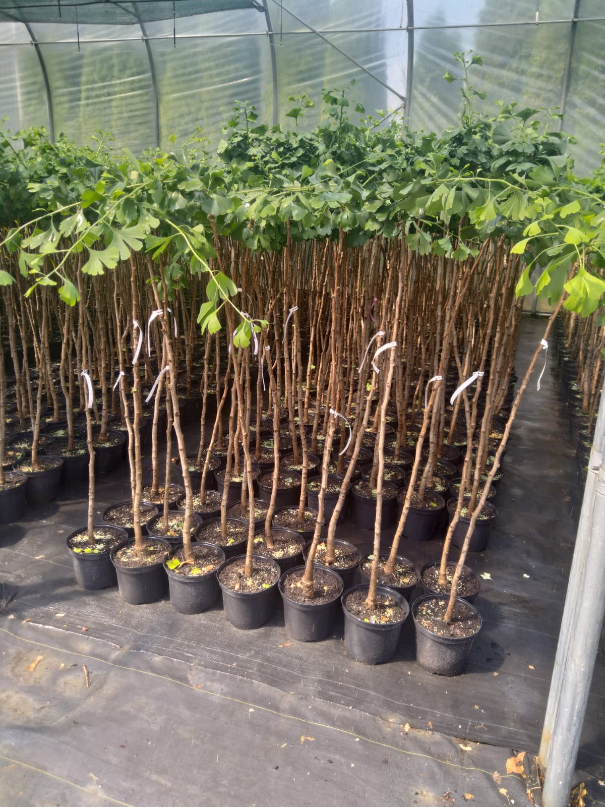 MIŁORZĄB JAPOŃSKI PENDULA - 5