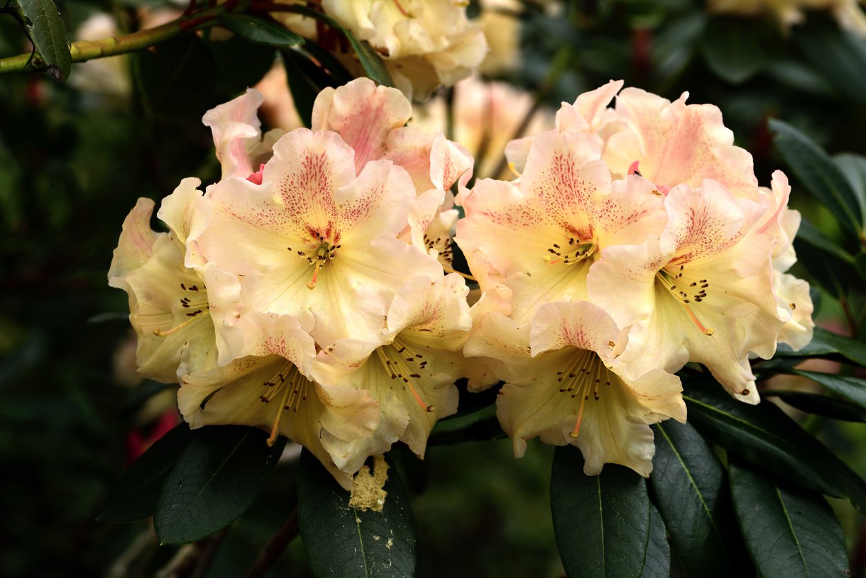 RHODODENDRON BELCANTO - 1