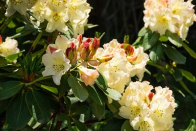 RHODODENDRON BELCANTO