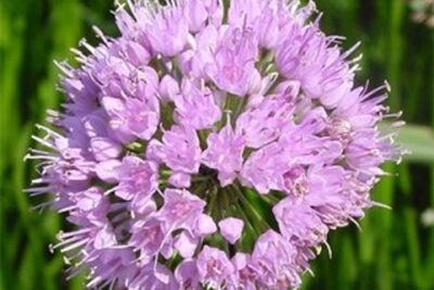 CZOSNEK LUSYTAŃSKI SUMMER BEAUTY