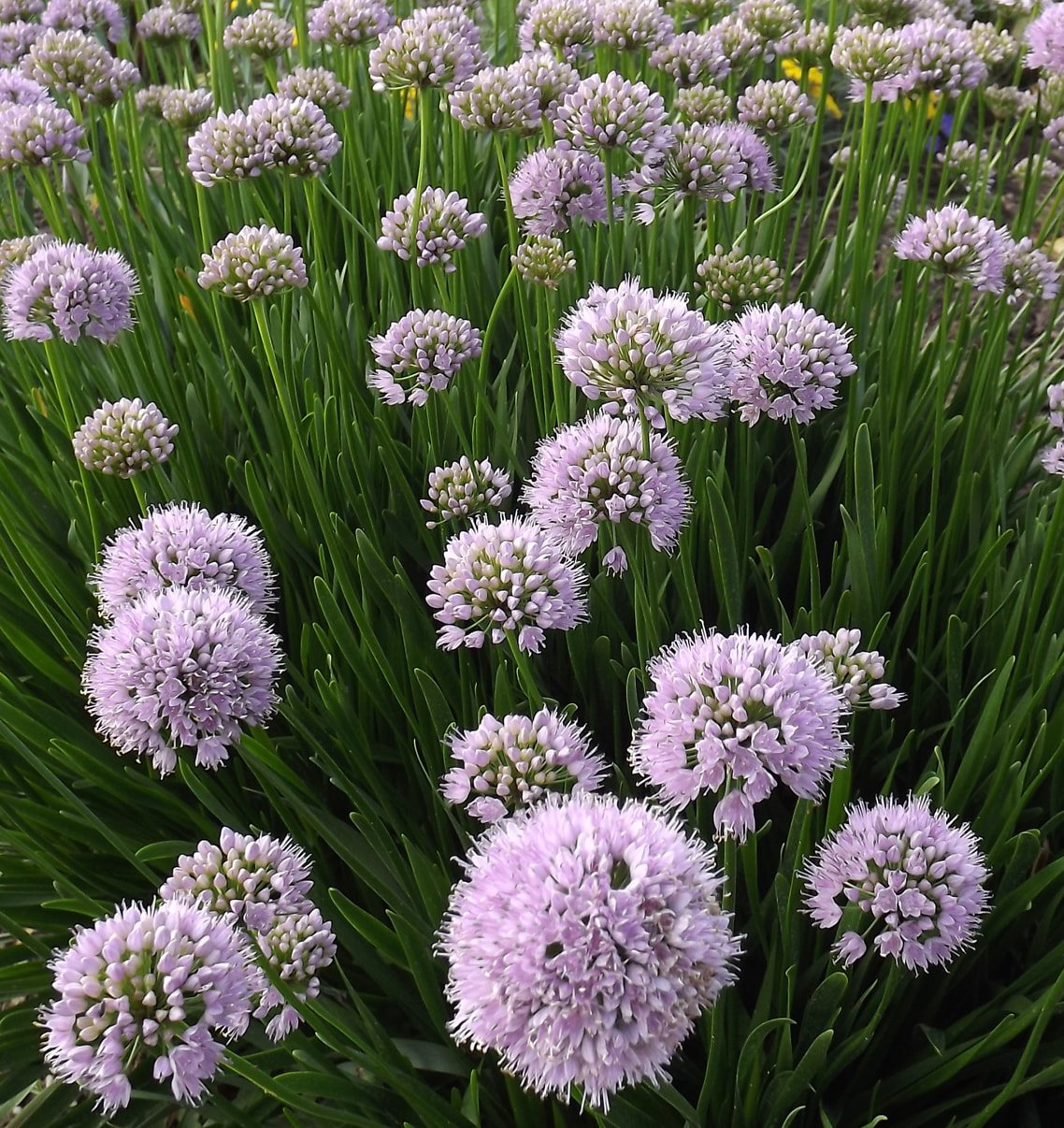 CZOSNEK LUSYTAŃSKI SUMMER BEAUTY - 4