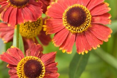 DZIELŻAN JESIENNY HELENA RED SHADES