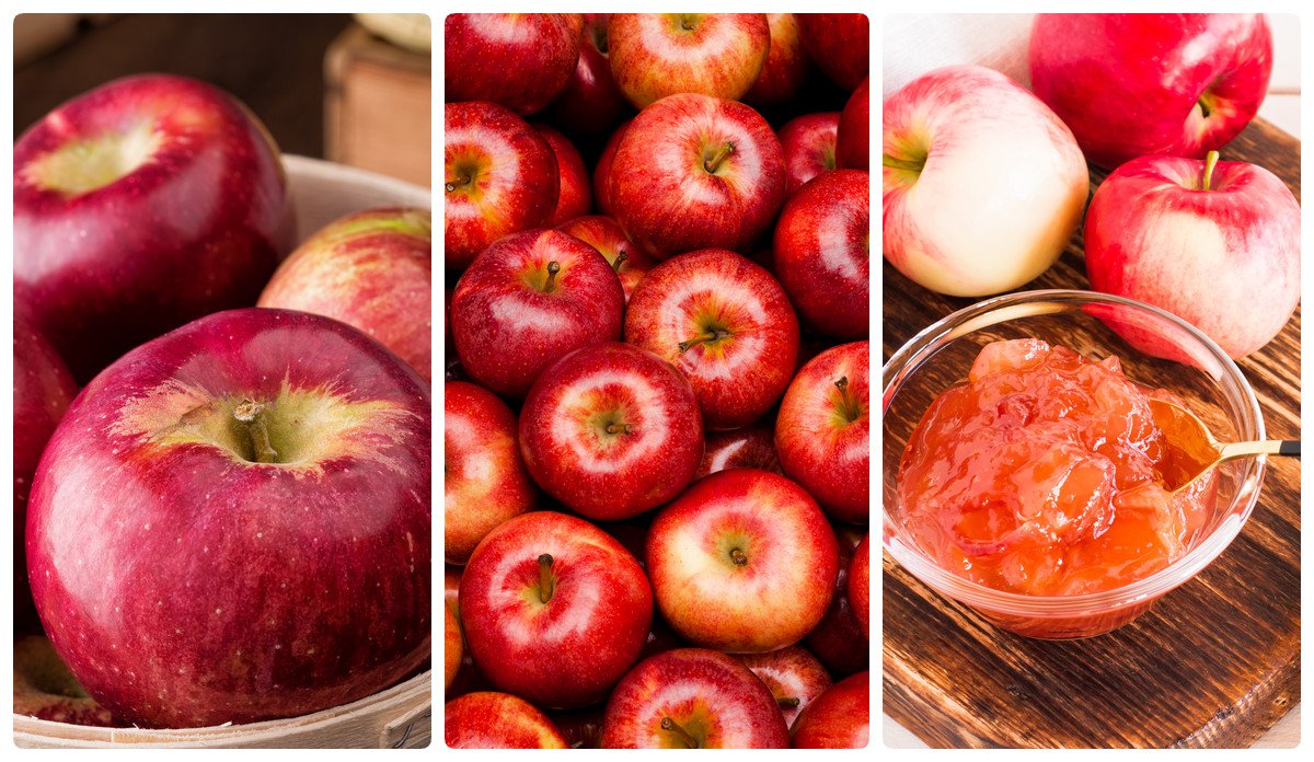 Jabłoń JONAGOLD - 2