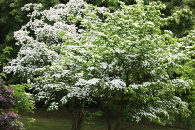 Dereń kousa EUROSTAR