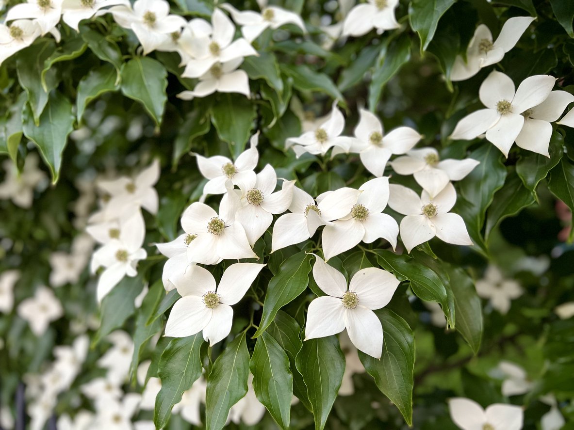 Dereń kousa EUROSTAR - 2