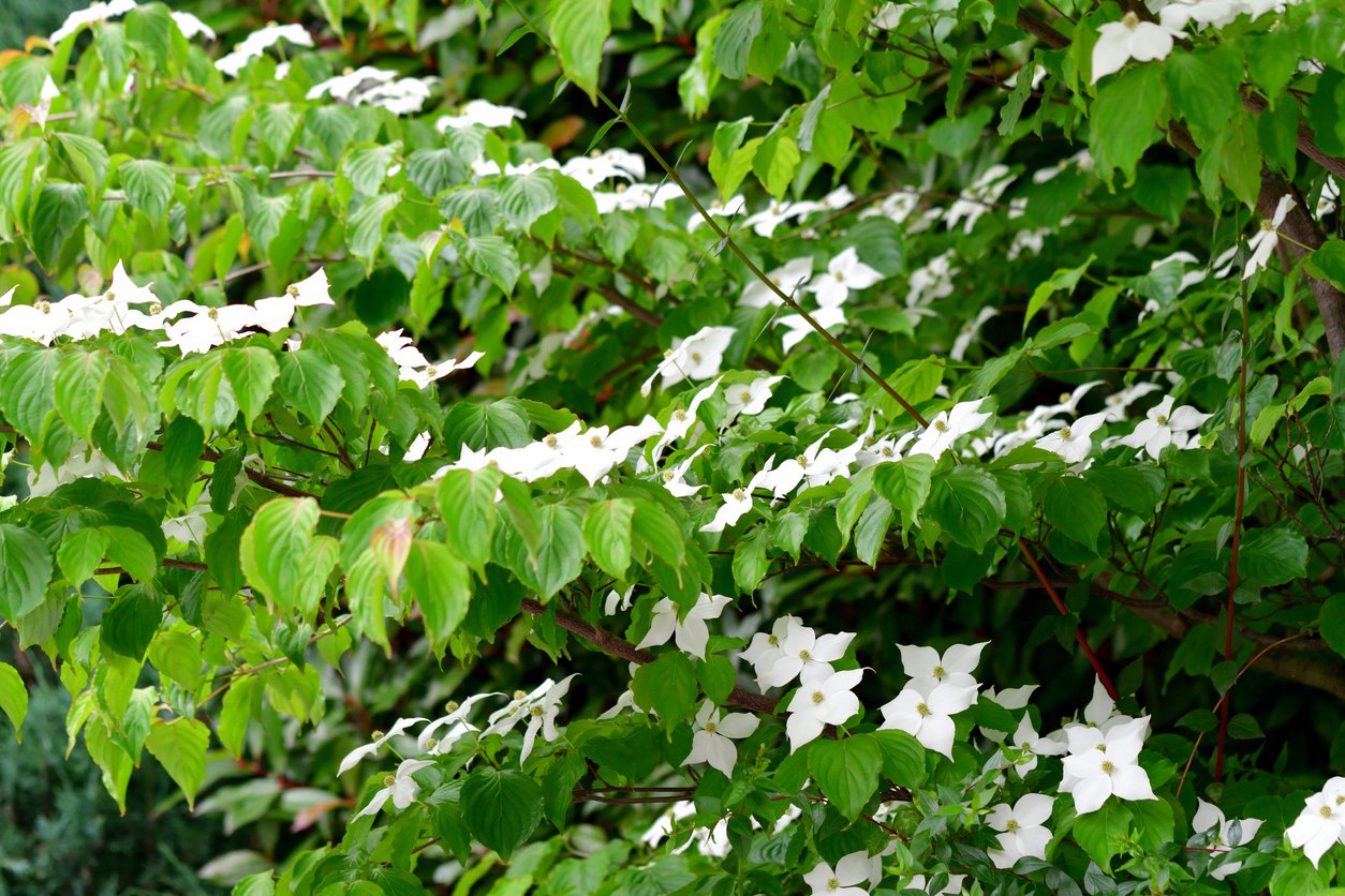 Dereń kousa EUROSTAR - 3