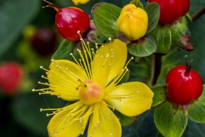 Dziurawiec BERRY RED