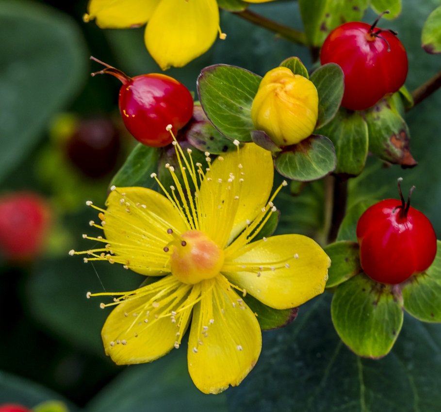 Dziurawiec BERRY RED