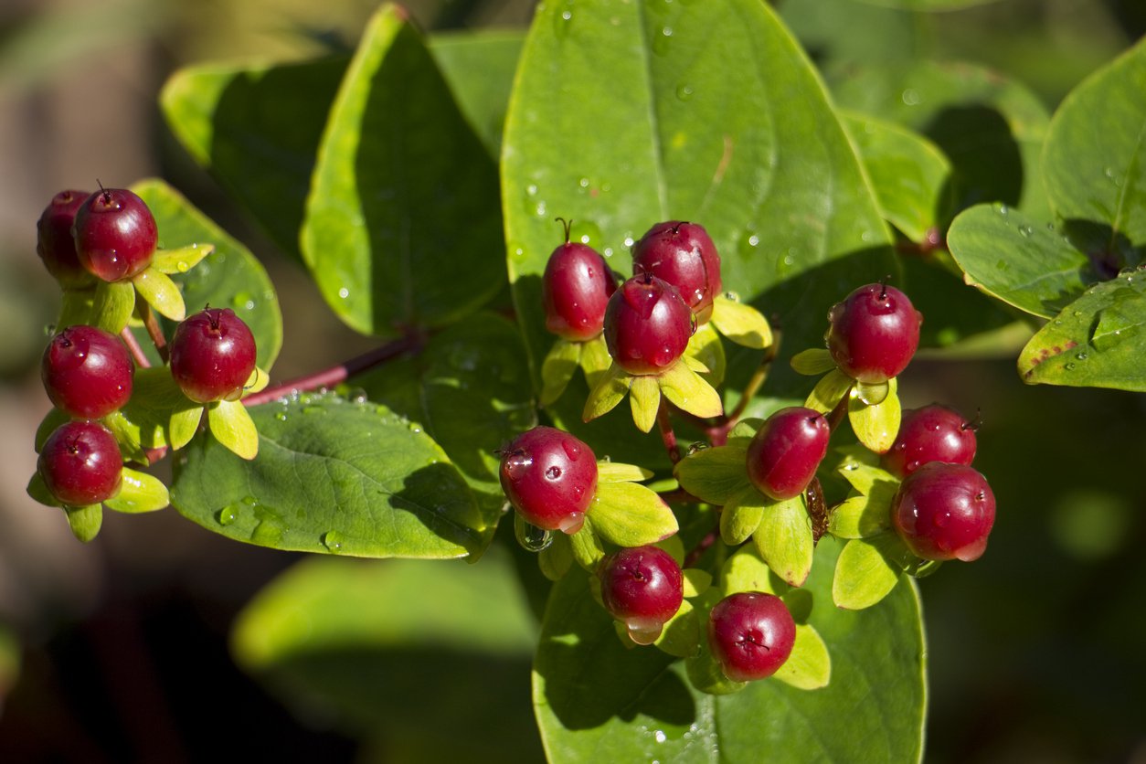 Dziurawiec BERRY RED - 2