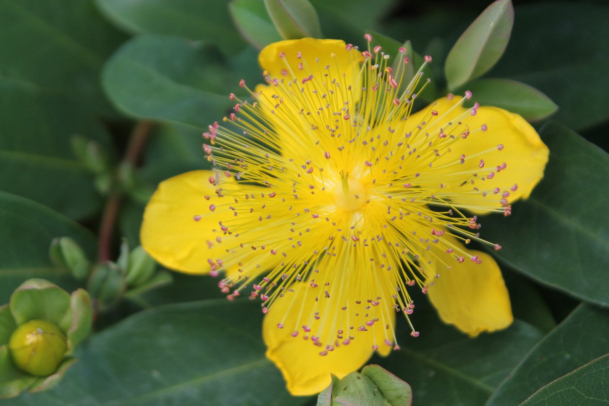 Dziurawiec BERRY RED - 4