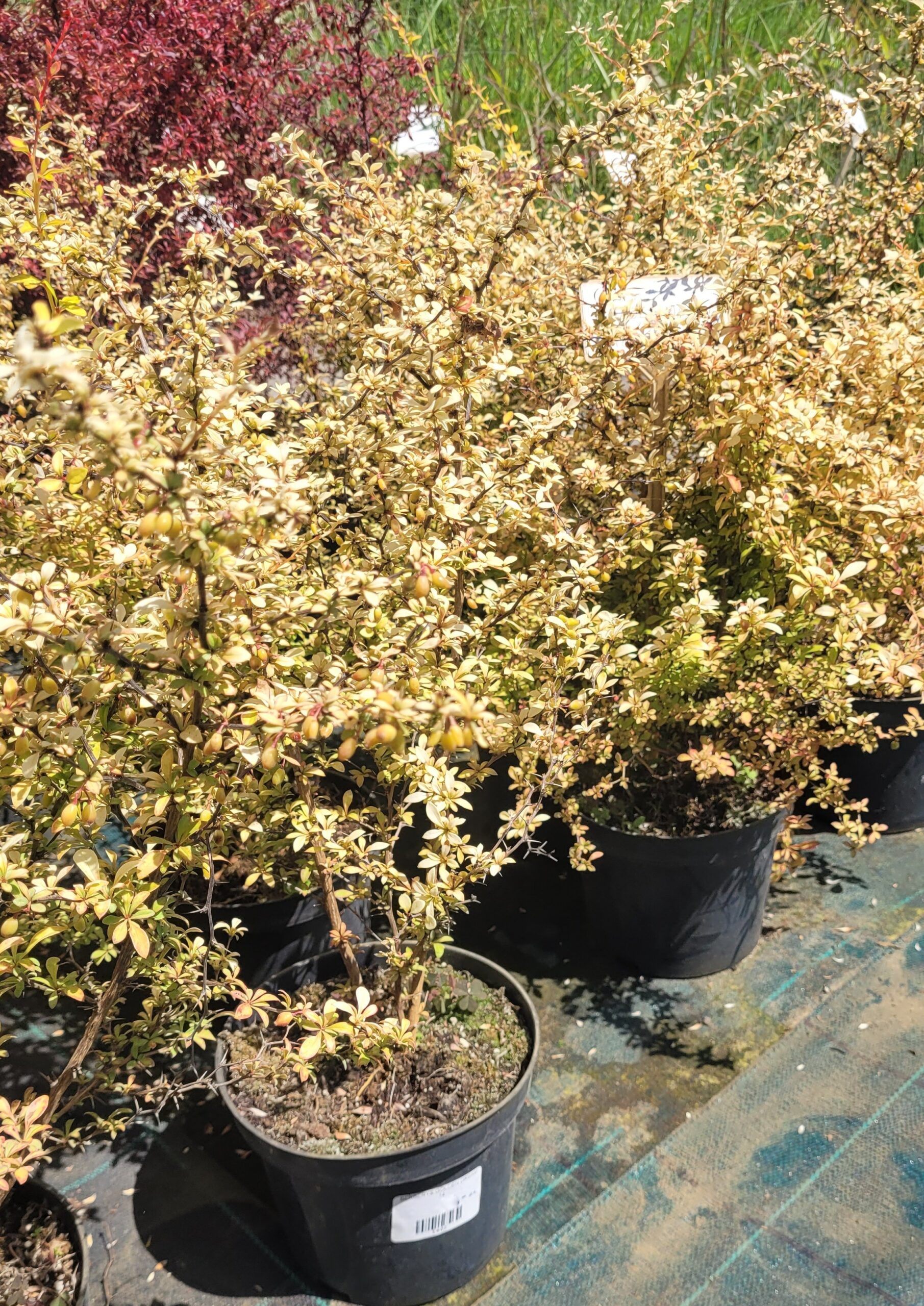 BERBERYS GOLDEN DREAM - 4