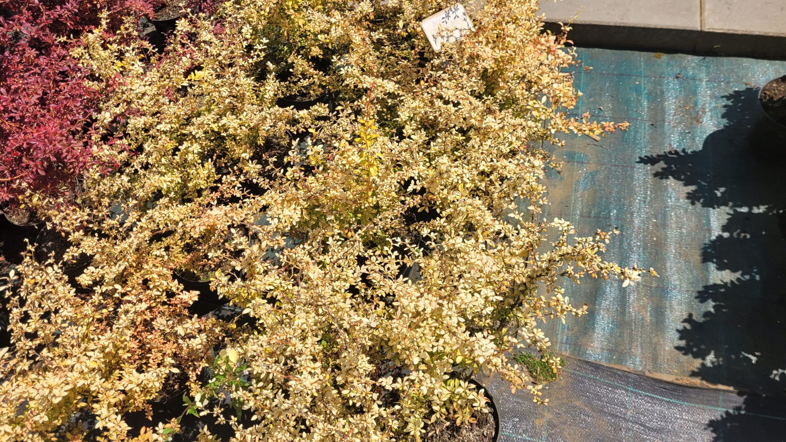 BERBERYS GOLDEN DREAM - 5