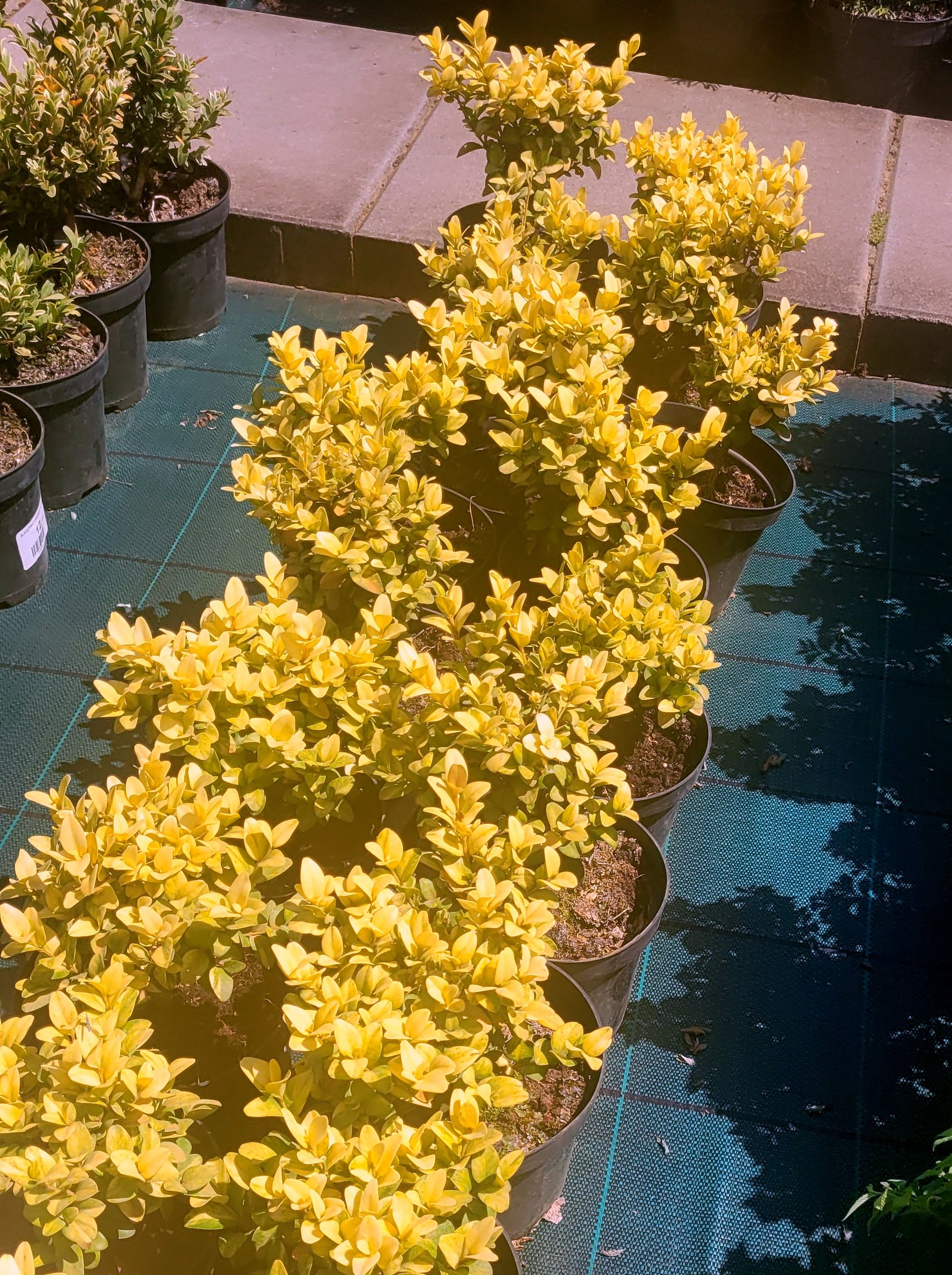 Bukszpan AUREOVARIEGATA - 3