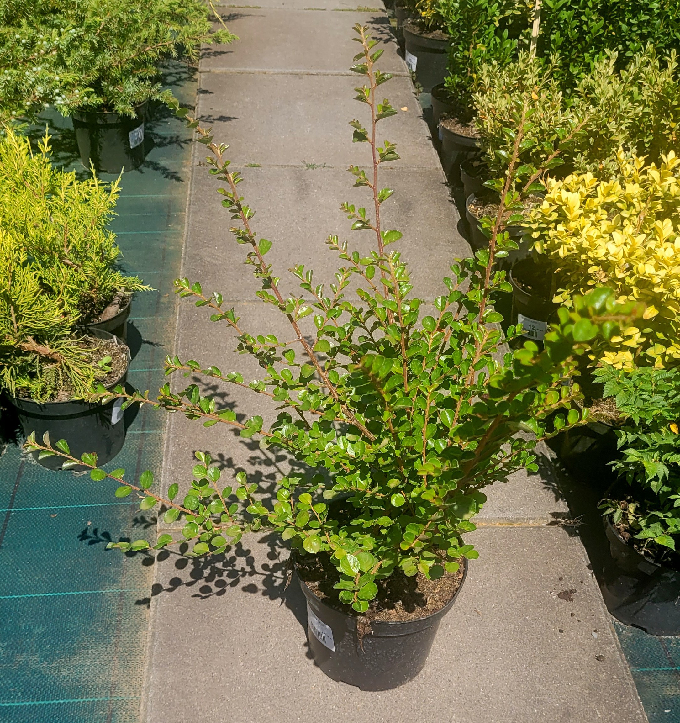 Irga szwedzka HORYZONTALIS na pniu - 2