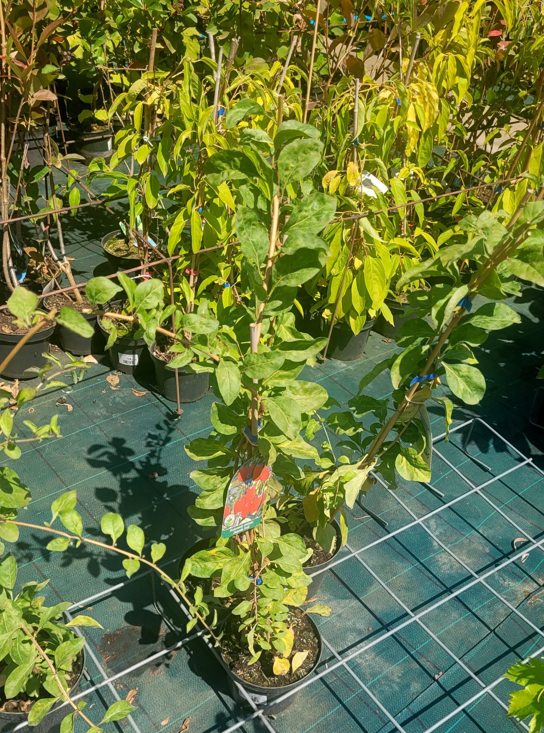 Jagoda GOJI 70cm doniczka - 5